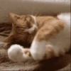 🥰😺KITTENS😻💖 8