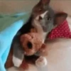 🥰😺KITTENS😻💖 10