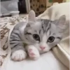 🥰😺KITTENS😻💖 13
