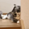 🥰😺KITTENS😻💖 14