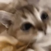 🥰😺KITTENS😻💖 15