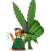 Marijuana 2 12