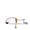PERRITOS mov 15