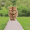 🥰😺KITTENS😻💖 17