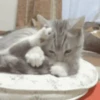 🥰😺KITTENS😻💖 18