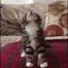 🥰😺KITTENS😻💖 20