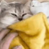 🥰😺KITTENS😻💖 22