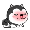 PERRITOS mov 16