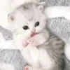 🥰😺KITTENS😻💖 24