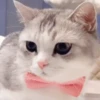 🥰😺KITTENS😻💖 25