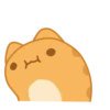 Orange Capoo @IMG2D 14