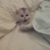 🥰😺KITTENS😻💖 26