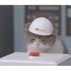 Котята 🐱 5