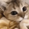 🥰😺KITTENS😻💖 27