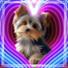 PERRITOS AMOROSOS 26