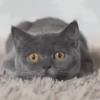 🥰😺KITTENS😻💖 29