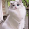 🥰😺KITTENS😻💖 30