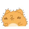 Orange Capoo @IMG2D 20