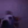 Perros randomcitos 🐶🐾🤭 5