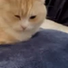Random Cat's🐱🐾 5
