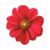 Flores y Rosas Rojas💞1🇵🇪Movi 5