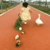 Niños con Mascotas👶🐥1🇲🇽&🇲🇽Movi 8