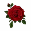 Flores y Rosas Rojas💞1🇵🇪Movi 6