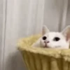 Random Cat's🐱🐾 7