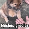Muchas gracias