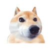 perritos 9