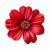 Flores y Rosas Rojas💞1🇵🇪Movi 9