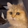 Random Cat's🐱🐾 8