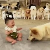 Niños con Mascotas👶🐥1🇲🇽&🇲🇽Movi 12