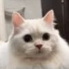 Random Cat's🐱🐾 9