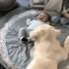 Niños con Mascotas👶🐥2🇲🇽&🇲🇽Movi 9