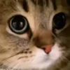 Random Cat's🐱🐾 10
