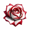 Flores y Rosas Rojas💞1🇵🇪Movi 11