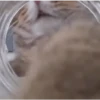 🩷Gatitos Animados 🐱🥛 5