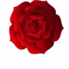 Flores y Rosas Rojas💞1🇵🇪Movi 15