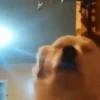 Perros randomcitos 🐶🐾🤭 11