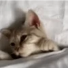 Random Cat's🐱🐾 15