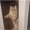 🩷Gatitos Animados 🐱🥛 9