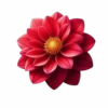 Flores y Rosas Rojas💞1🇵🇪Movi 23