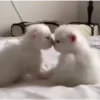 🩷Gatitos Animados 🐱🥛 12