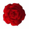 Flores y Rosas Rojas💞1🇵🇪Movi 25
