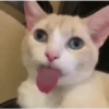 🩷Gatitos Animados 🐱🥛 13