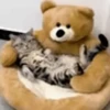 Random Cat's🐱🐾 17
