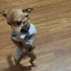 🎵 TIKTOKeando 30🎵 25