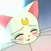 Gatita Luna🌜1🇲🇽Movi 27