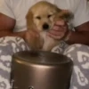 perritos 22